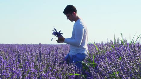 Man-Picking-Lavender-Flowers-On-The-Field-In-Springtime