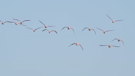 Herde-Von-Flamingos,-Die-Zusammen-Fliegen
