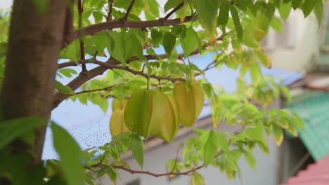 Star-fruit-in-the-garden