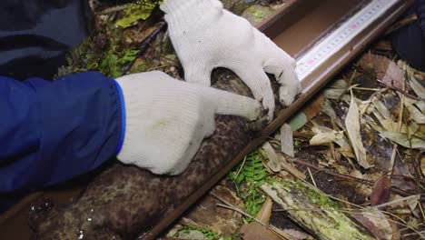 Japanese-Giant-Salamander-missing-a-toe,-being-examined-by-scientist