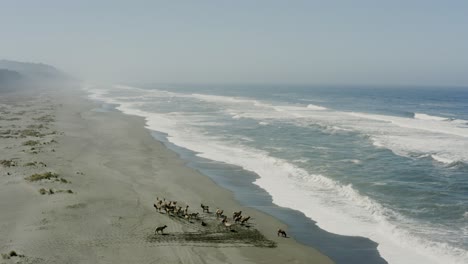 Wide-panning-drone-shot-of-elk-in-a-herd,-next-to-the-Pacific-ocean