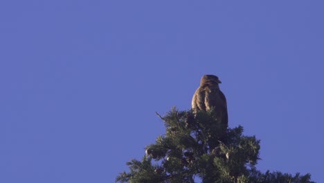 Low-angle-view-of-a-chimango-caracara-perched-on-a-tree-top-at-dusk