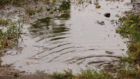 Raindrops-Rippling-In-A-Puddle---high-angle-shot