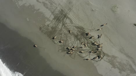 Downward-facing-drone-shot-of-elk-at-the-shore-of-the-ocean