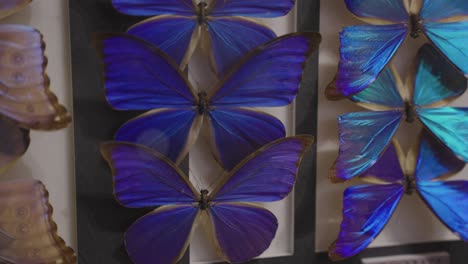 Colección-De-Mariposas-Azules,-Panorámica-Lenta-Sobre-Insectos-Delicados