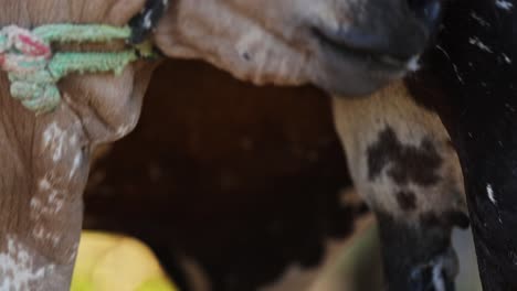 Closeup-of-Tied-Hungry-Young-Baby-Calf-Sucking-and-Drinking-from-Mother-Cows-Udder,