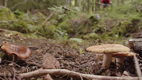 SLOMO,-mountain-biker-jumps-off-a-bank-next-to-mushrooms-in-a-forest