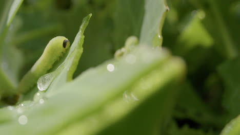 Cabbage-white-caterpillar,-munching-leaves-with-morning-dew,-truck-left