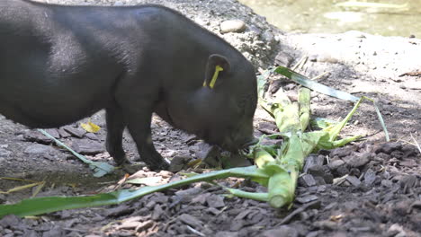 Close-up-shot-of-black-piglet-eating-vegetables-on-countryside-farm-at-sunlight