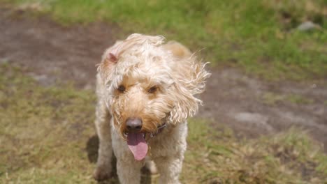 Zeitlupe-Eines-Labradoodle-Hundes,-Der-Mit-Herausgestreckter-Zunge-Im-Wind-In-Die-Kamera-Blickt,-Auf-Der-Stangenkante,-Sheffield,-Peak-District,-England