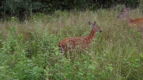 Deer-walking-out-in-high-grass-in-nature-near-forest