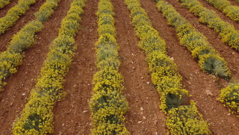 Helichrysum-Italicum-or-curry-plant-yellow-flowers-agriculture-cultivation-aerial-view