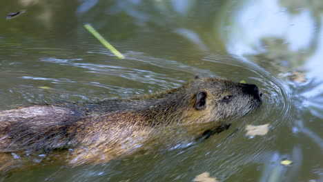 Tracking-shot-of-wild-Beaver-swimming-in-natural-pond-during-sunny-day-in-nature---Slow-motion-close-up-in-prores