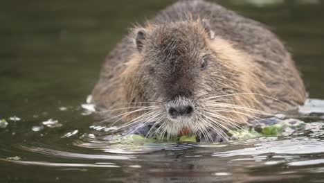 Close-up-of-cute-Nutria-Beaver-eating-salad-and-plants-in-lake-in-the-morning---60fps-4K-footage