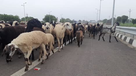 Rebaño-De-Cabras-En-Un-Camino-Rural,-Un-Oído-De-Ovejas-Que-Regresan-A-Casa-Después-De-Un-Largo-Día-En-El-Campo,-Comiendo-Y-Bebiendo-Tanto-Como-Pueden