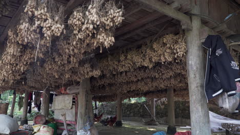 Edificio-Rural-Vietnamita-Con-Gallos-Y-Raíces-De-Maní-Colgando-Del-Techo