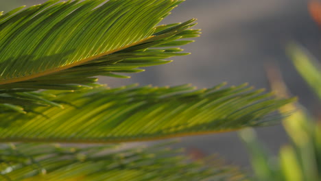 New-Leaves-Of-Sago-Palm-Tree-Blowing-With-The-Wind