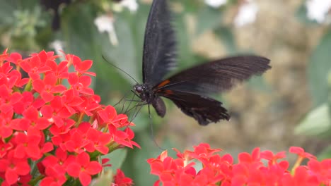 Zeitlupenaufnahme-Eines-Schwarzen-Schmetterlings,-Der-Mit-Flügeln-Schlägt-Und-Nektar-Roter-Blüten-Trinkt