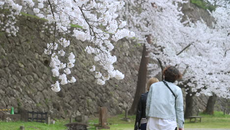 Couple-Looking-At-Cherry-Blossoms-In-The-Garden-Of-Kenroku-en-In-Kanazawa,-Ishikawa,-Japan
