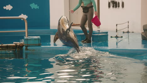 Intelligent-Dolphin-Being-Trained-By-A-Japanese-Trainer-At-Sendai-Umino-Mori-Aquarium-In-Miyagi,-Japan