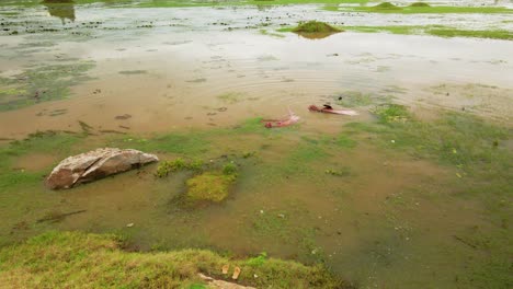 Person-harvesting-pink-water-lily-from-pond-in-Southeast-Asia