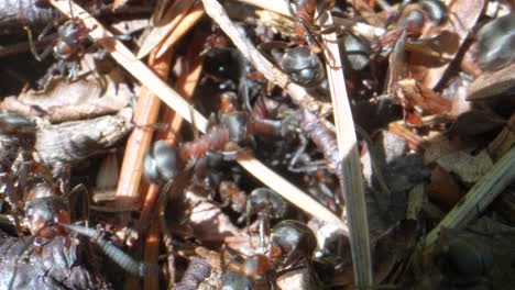 Makro:-Gruppe-Fleißiger-Ameisen-Auf-Ameisenhaufen,-Die-An-Sonnigen-Tagen-Im-Freien-Arbeiten
