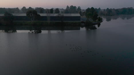 Following-flock-of-black-swans-swimming-in-industrial-zone-lake-at-dusk