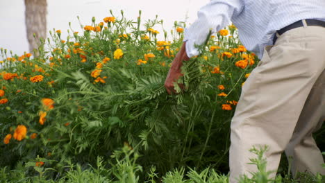 Un-Agricultor-Mexicano-Se-Inclinó-Sobre-La-Cosecha-En-Un-Campo-De-Hermosas-Flores-De-Caléndula,-Colocando-Cada-Manojo-A-Un-Lado-Mientras-Continúa-Trabajando