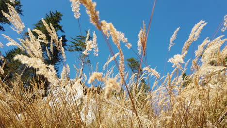 Wide-angle-4k-image-of-wild-white-grass-with-one-man-hiking-in-Gargellen-Austria