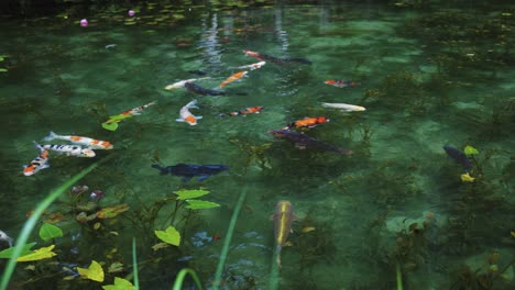 Monet's-Pond-in-Seki,-Gifu-Japan