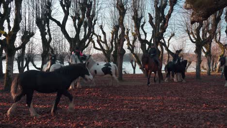 Katvari,-Letonia---31-De-Octubre-De-2021:-Pinto-Irish-Cob-Horse-Irish-Tinker-Sementales-En-Old-Linden-Alley,-Katvaru-Manor-Park,-Letonia