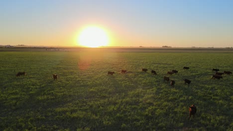 Aerial,-herd-of-cows-walking-on-an-open-field-during-beautiful-golden-sunset