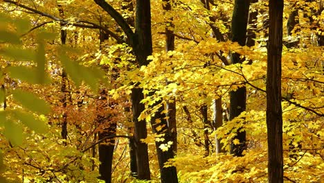 Hojas-De-Otoño-Amarillas-Vibrantes-En-Los-árboles-Durante-La-Temporada-De-Otoño,-Cámara-Panorámica-Hacia-Abajo