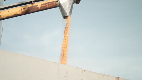 Combine-Harvester-Unloading-Harvested-Corn-Crops-Against-Bright-Sky