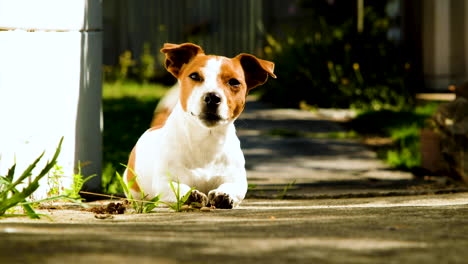 Keuchender-Jack-Russell-Terrier,-Der-Sich-In-Der-Morgensonne-Aalt