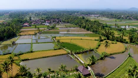 Drone-flying-over-rice-fields-at-Parimono-village,-Muntilan-in-Indonesia