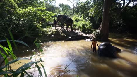 Elefantes-De-Sri-Lanka-Se-Bañan-En-Agua-De-Río-Y-Son-Lavados-Por-Hombres