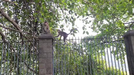 Mono-Escalando-En-La-Pared-De-La-Cerca-En-Las-Cuevas-De-Elefante-Isla-Mumbai