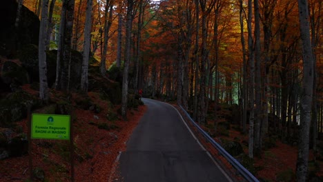 Aerial-Dolly-Along-Empty-Winding-Road-Through-Red-Orange-Autumnal-Woodlands-Forest-Of-Bagni-di-Masino