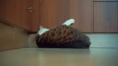 A-close-up-shot-of-Maine-Coon-white-and-brown-tiger-colors-fluffy-cat,-stretching-with-her-pink-finger-tips-and-playing-on-the-floor,-brown-kitchen-closets,-home-pet,-slow-motion-4K-video