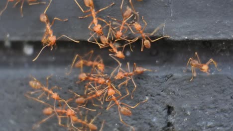 Dozens-of-weaver-ants-walks-on-the-walls