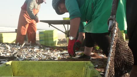 Muchos-Peces-Saltando-Sobre-La-Red-De-Pesca