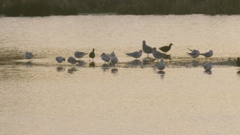 Ducks-at-sunrise-over-the-pond