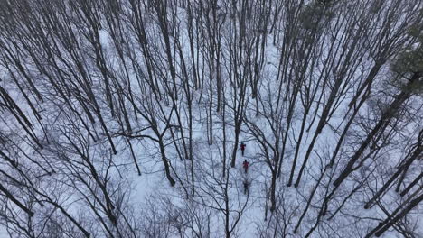Cyclists-riding-in-the-winter-on-fat-bikes-in-a-forest-aerial-view