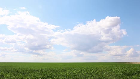 Vasto-Campo-Verde-De-Plantaciones-De-Maíz-Con-Hermosas-Nubes-En-El-Cielo-Soleado