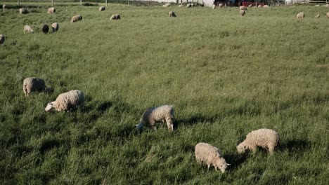 Schafe-Auf-Einer-Weide-Bei-Einem-Bauernhof