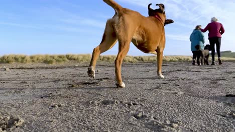 Un-Perro-Boxeador-Corre-Con-Un-Palo-Y-Gente-Caminando-En-Una-Playa-De-Arena-En-Irlanda-En-Cámara-Lenta