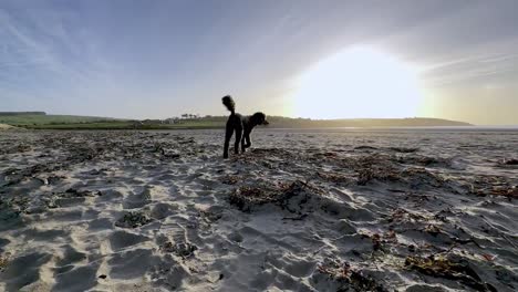An-adult-poodle-walks-in-slow-motion-on-a-sandy-beach-at-sunrise