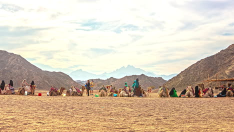 Traveling-camel-convoy-resting-in-desert-area,-fusion-time-lapse-view