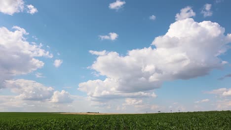 Sonnige-Und-Windige-Landschaft-Mit-Wachsenden-Maisfeldern